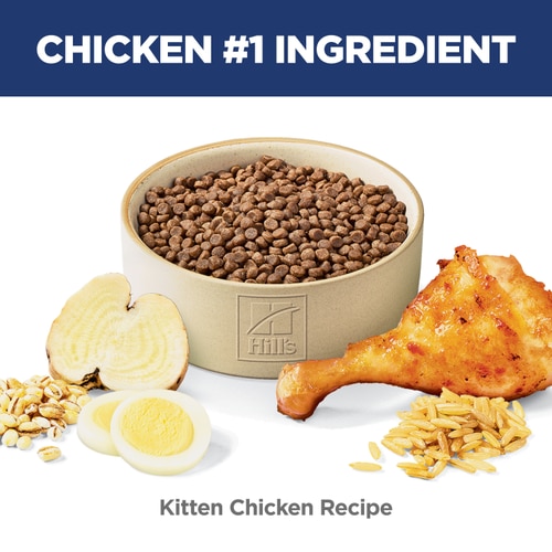 Kitten Chicken Recipe Cat Food Food Shot Scale